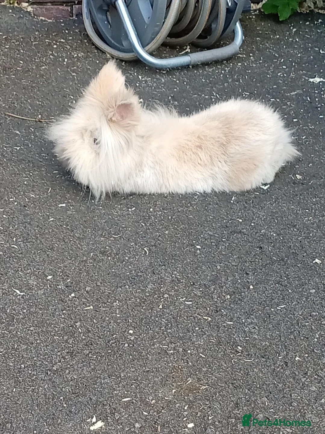 Lionhead rabbits for sale: Male lion head - Advert 4
