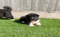 Akita dogs for sale: American Akita Puppys for sale  - Image 24