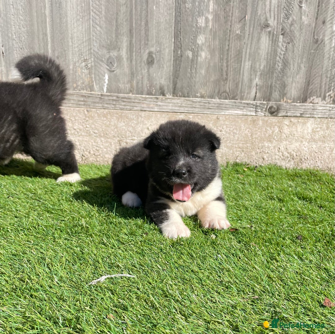 Akita dogs for sale: American Akita Puppys for sale  - Image 24