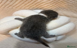 British Shorthair cats for sale: Pure British Shorthair Kittens😻🥇🏆Champion Line - Image 4