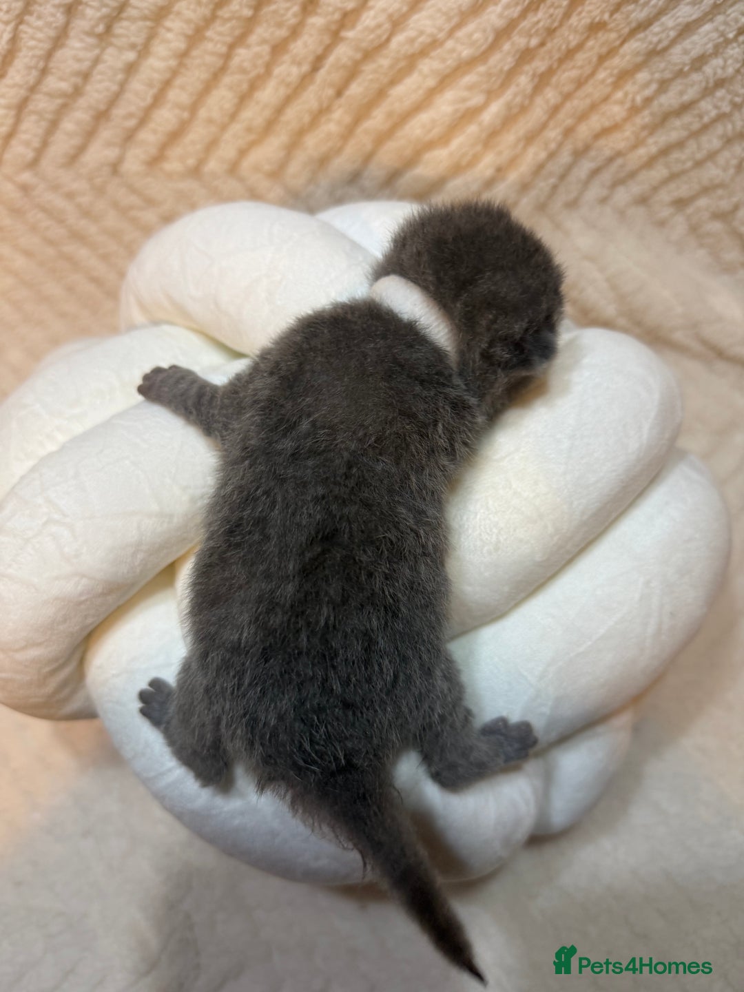 British Shorthair cats for sale: Pure British Shorthair Kittens😻🥇🏆Champion Line - Image 4