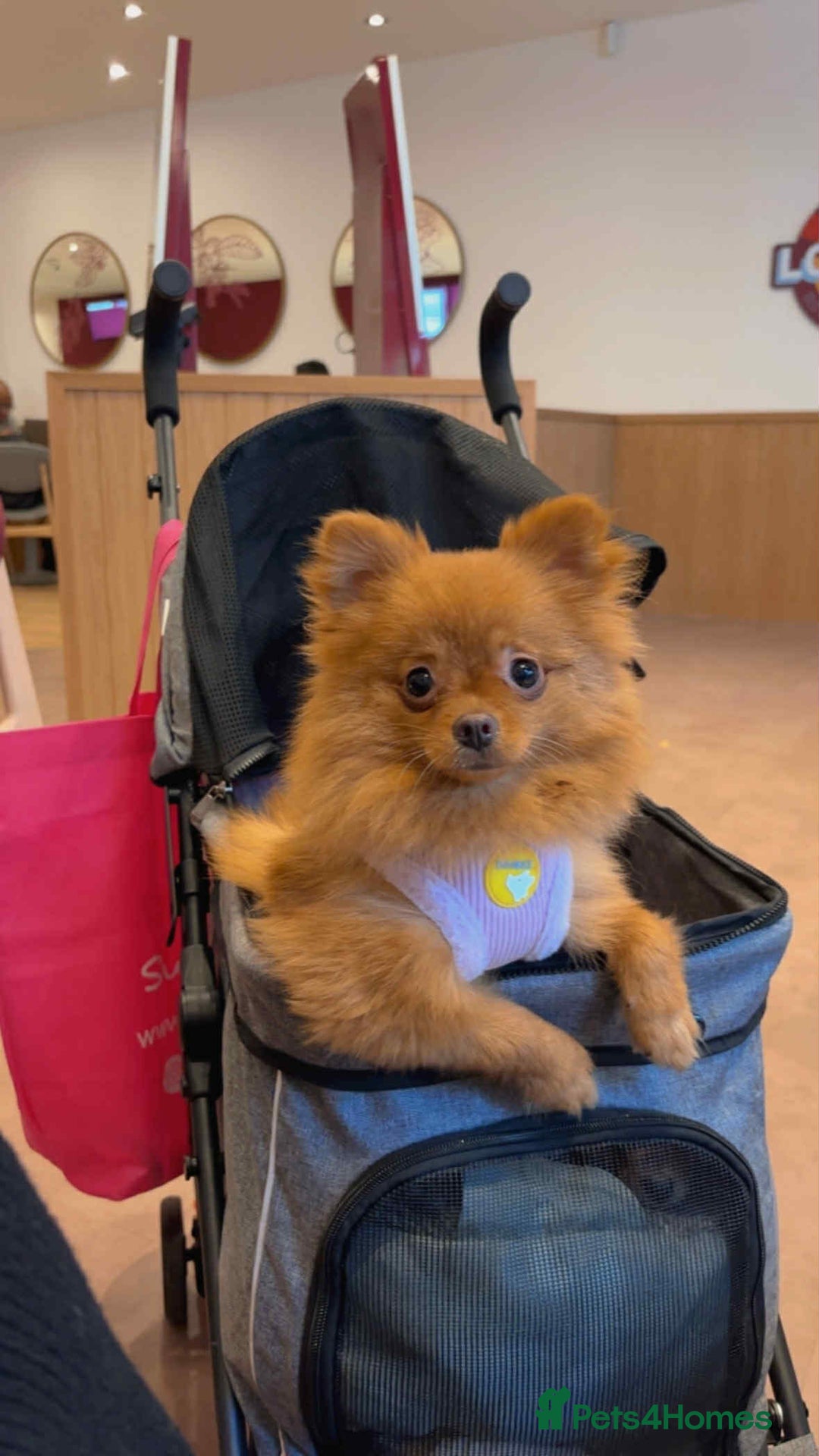 Pomeranian dogs for sale: 🐾 Adorable 7-Month-Old Pomeranian Girl – Lusy 🐾 - Image 4