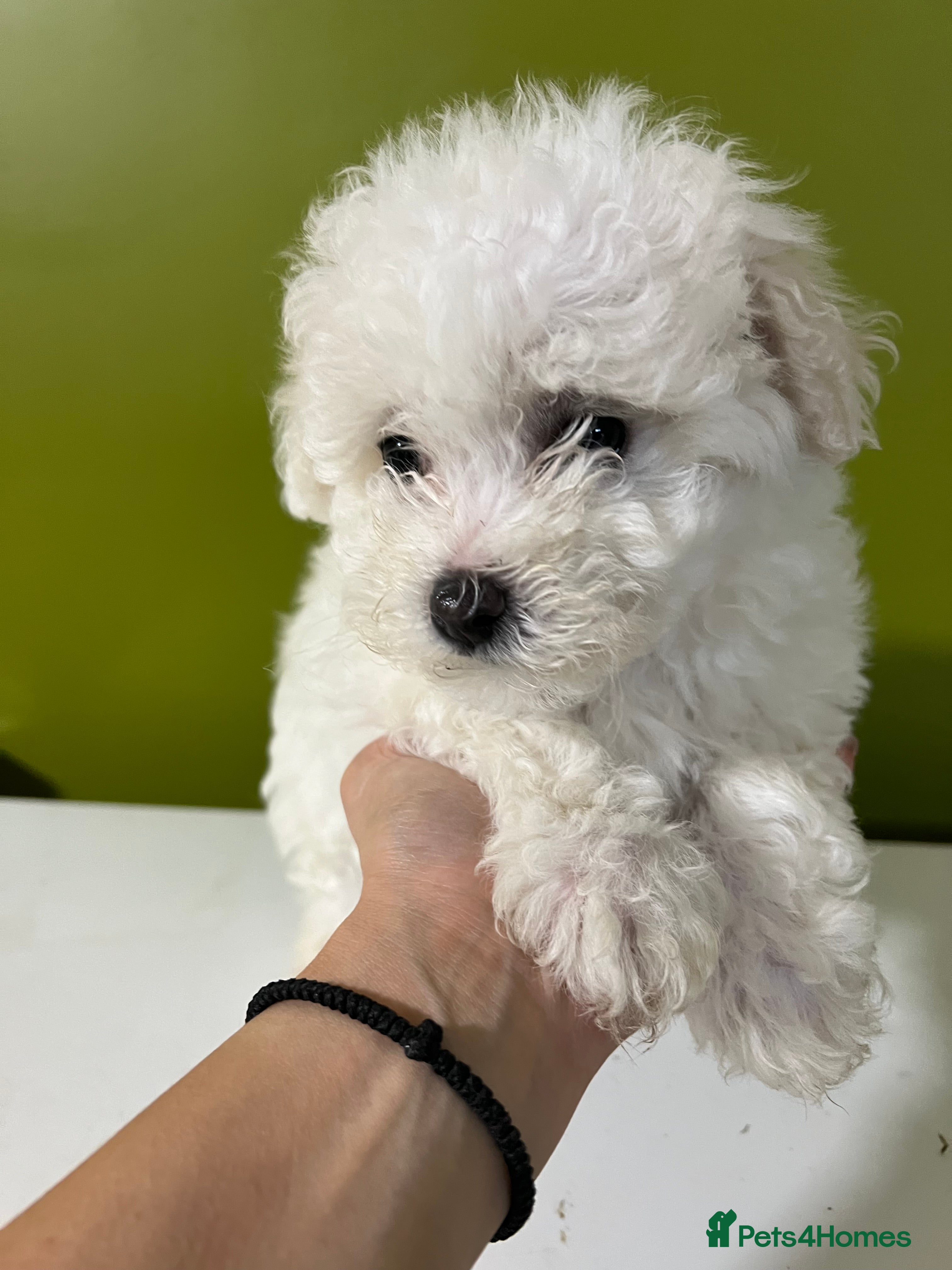 Bichon Frise dogs For sale 1 puppy Bichon frise  - Advert 2