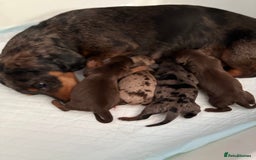 Miniature Dachshund dogs for sale: Miniature Daschund KC. PRA-OI-CRD-PRA-NCL - Image 36