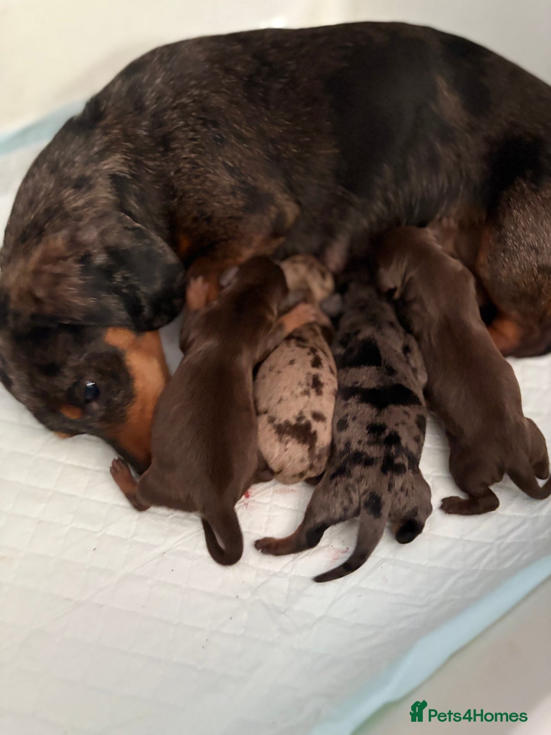 Miniature Dachshund dogs for sale: Miniature Daschund KC. PRA-OI-CRD-PRA-NCL - Image 36