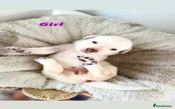 Labrador Retriever dogs for sale: Show Type Chunky Labradors  - Image 4
