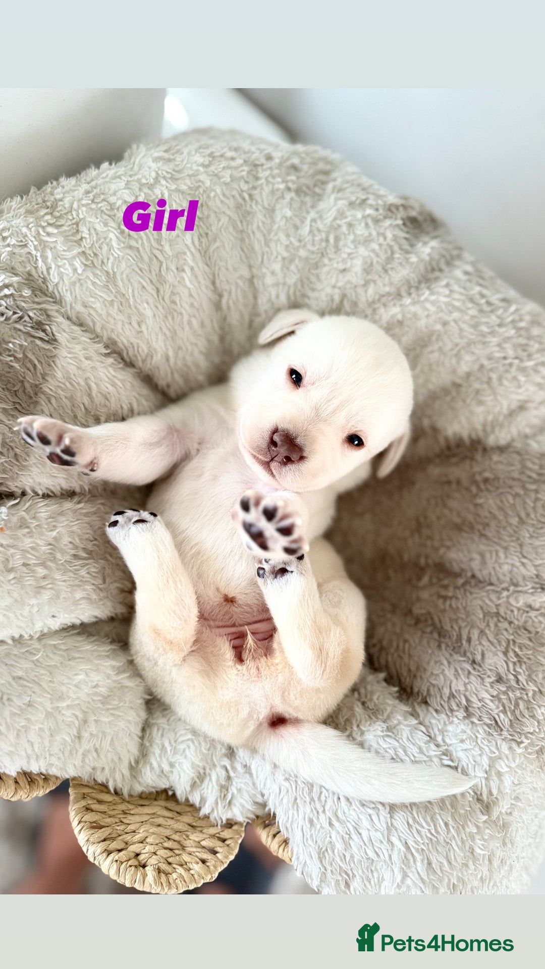 Labrador Retriever dogs for sale: Show Type Chunky Labradors  - Image 4