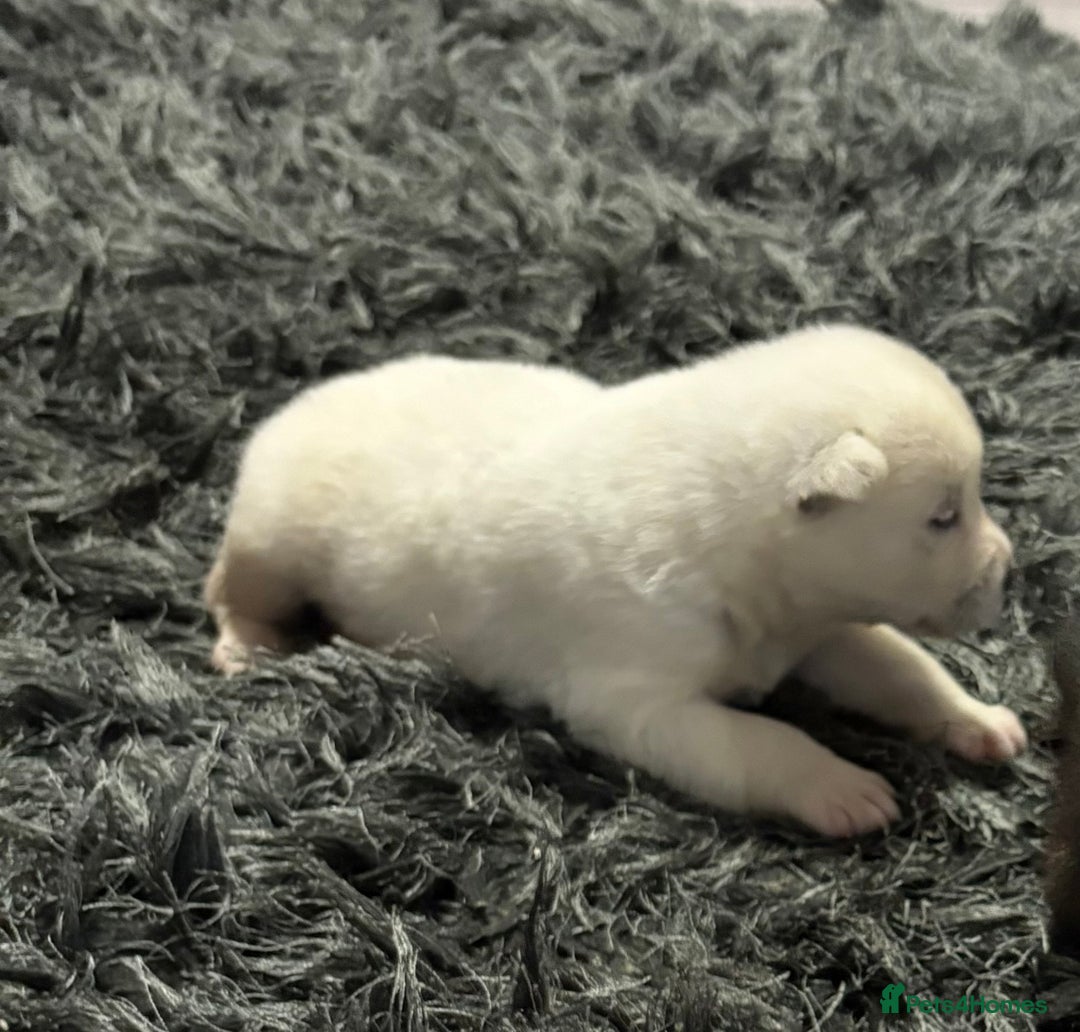 Huskita dogs for sale: american akuta X husky - Advert 21