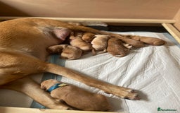 Australian Labradoodle dogs for sale: Australian Labradoodle Puppies F1b - Image 21
