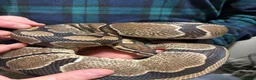 Python Snake reptiles for sale: Royal Pythons - Advert 5