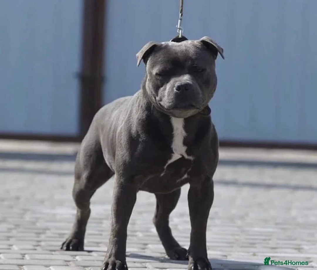 Staffordshire Bull Terrier dogs for sale: Kc Blue staffordshire bull terrier puppies in Braintree - Advert 18