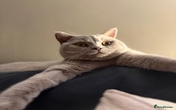 British Shorthair cats for sale: British short hair male  - Image 3