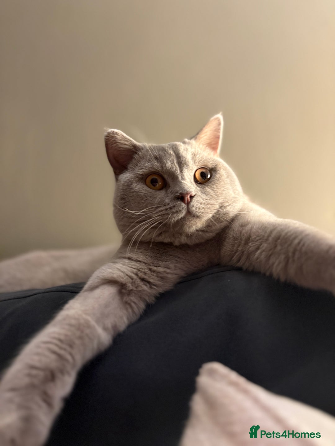 British Shorthair cats for sale: British short hair male  - Image 3