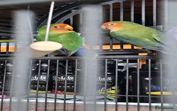 Lovebirds birds for sale: Pair bonded lovebirds - Image 7