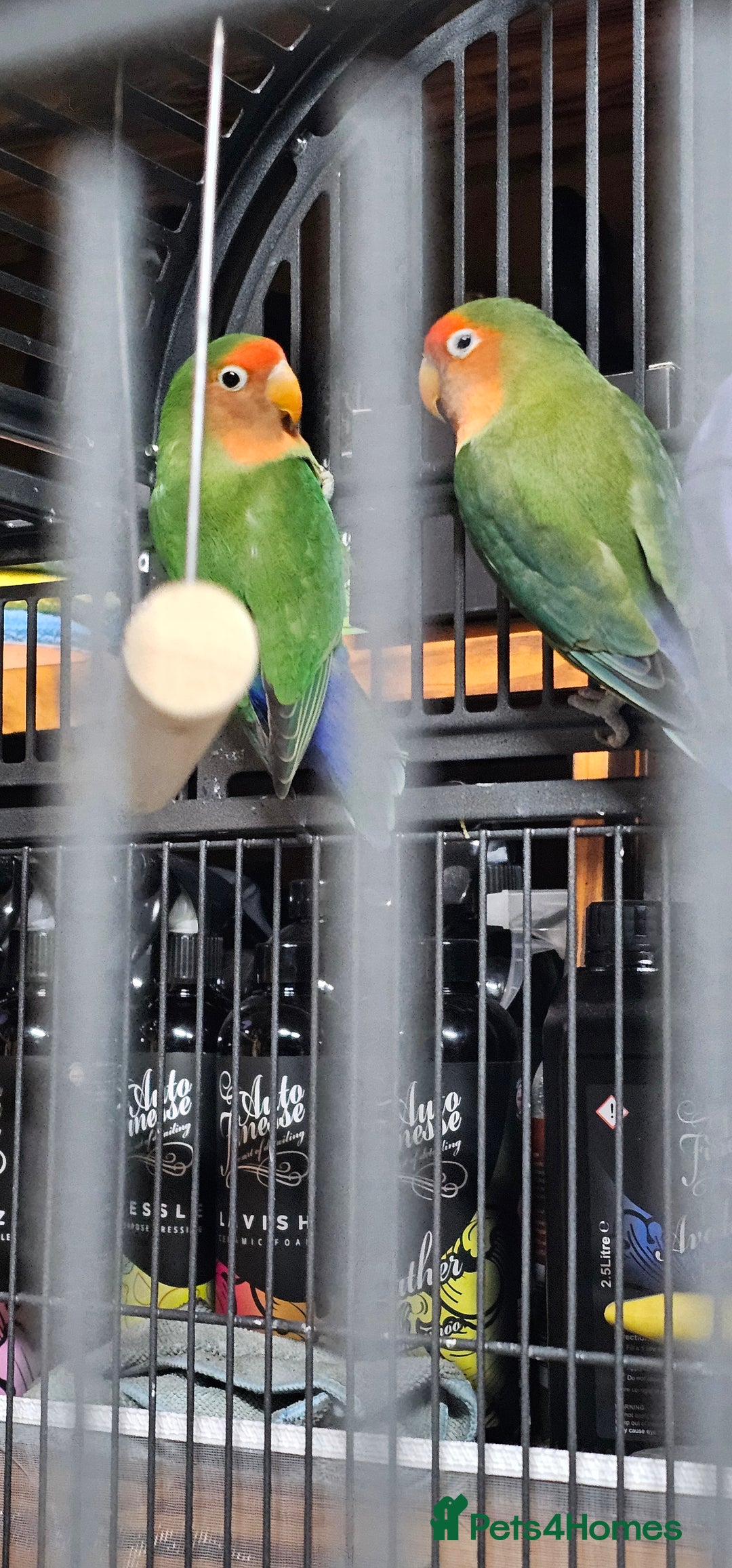 Lovebirds birds for sale: Pair bonded lovebirds - Image 7