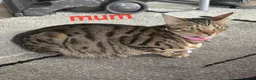 Bengal cats for sale: beautiful bengal X kittens **ready to go** - Advert 2