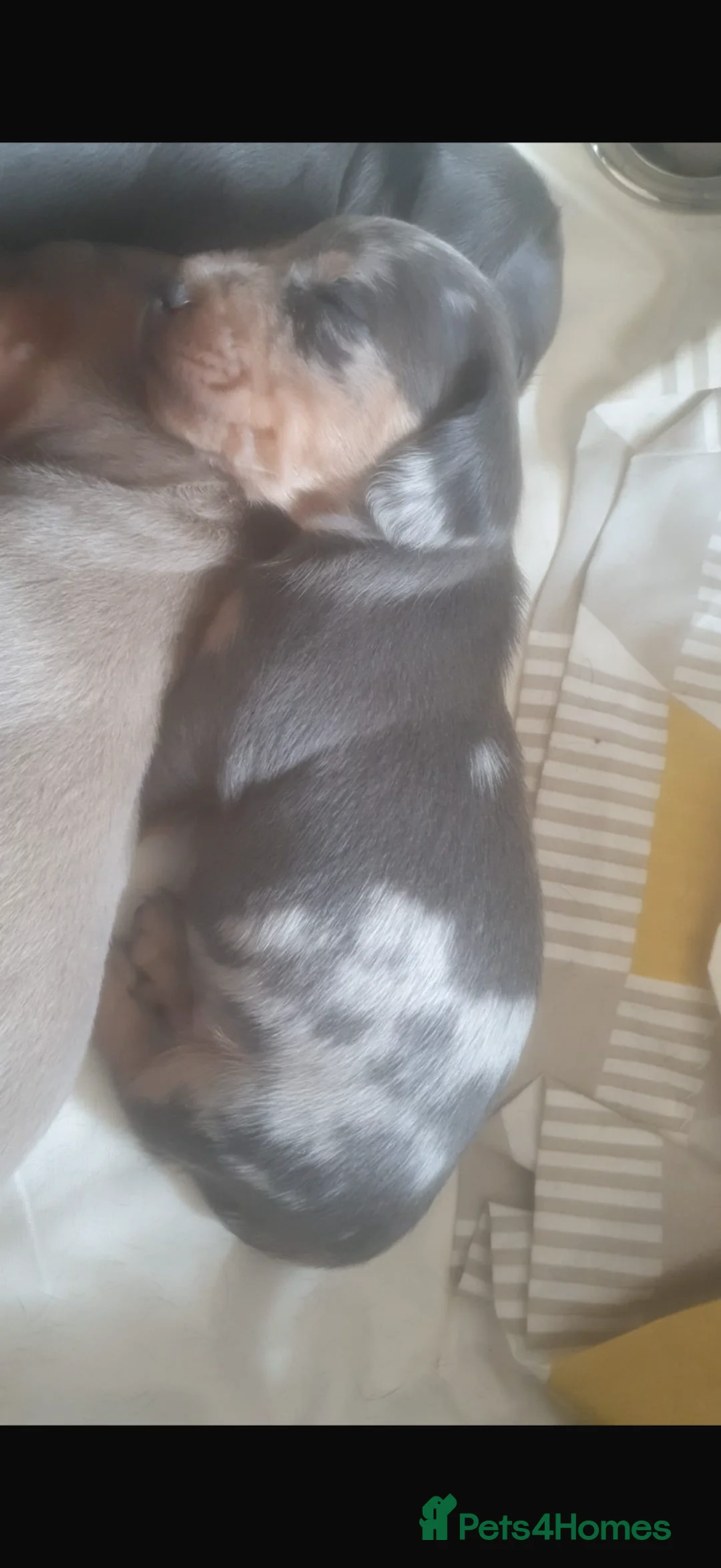 Miniature Dachshund dogs for sale: 5 lovely dach hound pups for sale  in Southampton - Advert 2