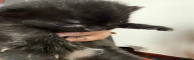 2 - Black with white belly 