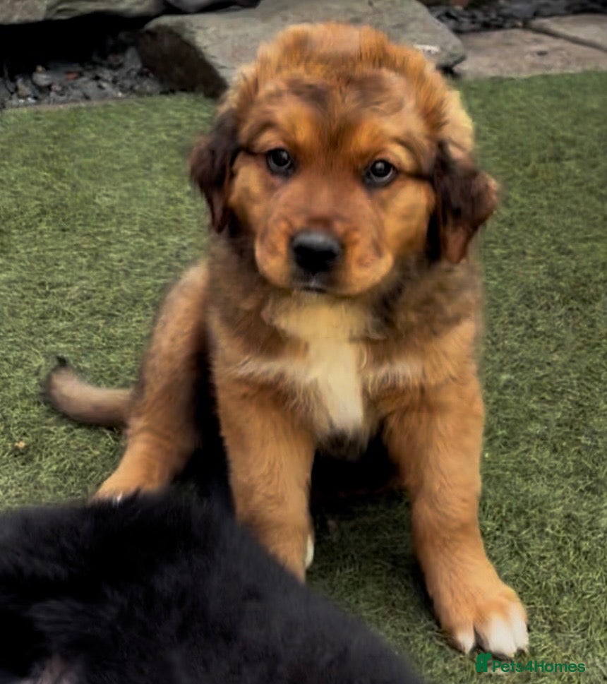 Mixed Breed dogs Central Asian Shepard x Rottweiler Puppies - Advert 2