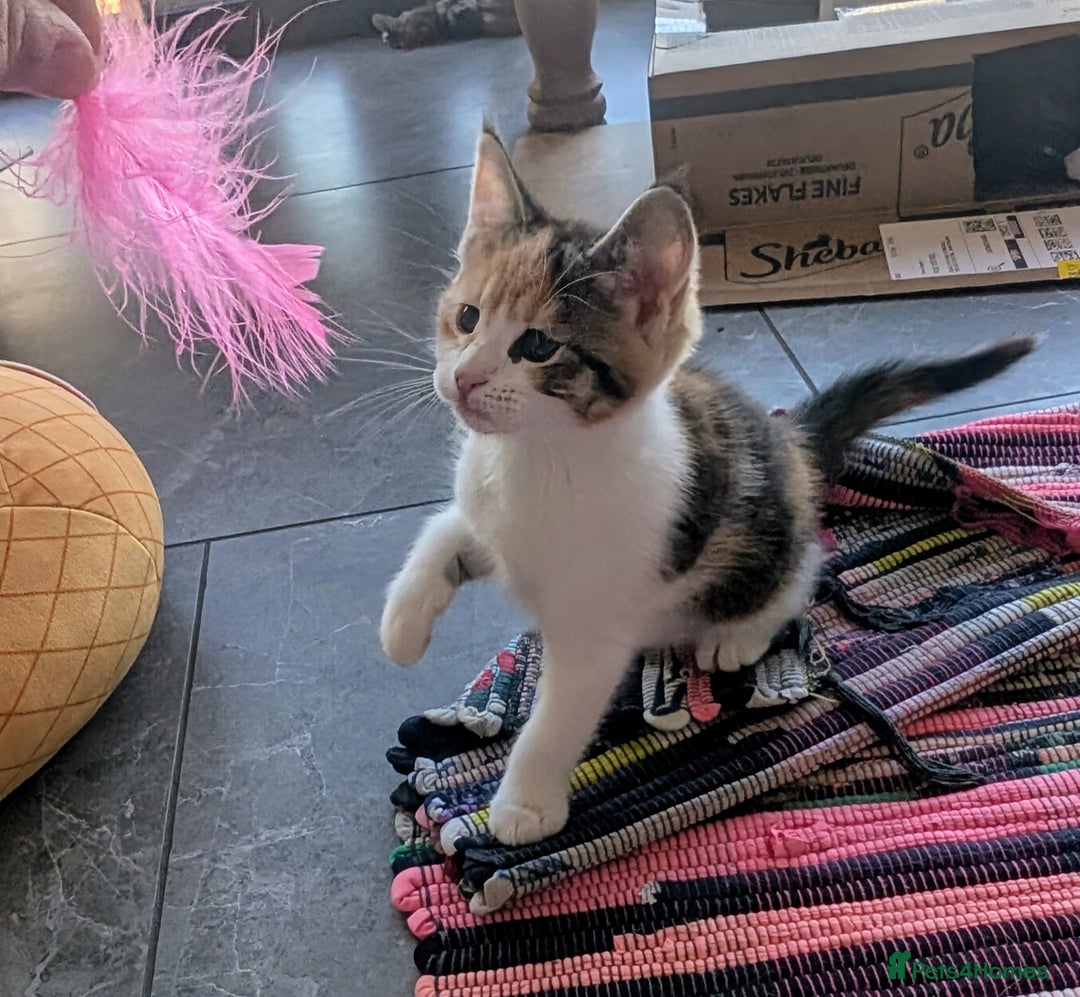 Maine Coon cats for sale: 😽 Cuddly Maine coon kittens 😽 in Preston - Image 30