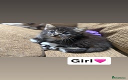 Mixed Breed cats for sale: Kittens for sale  - Advert 18