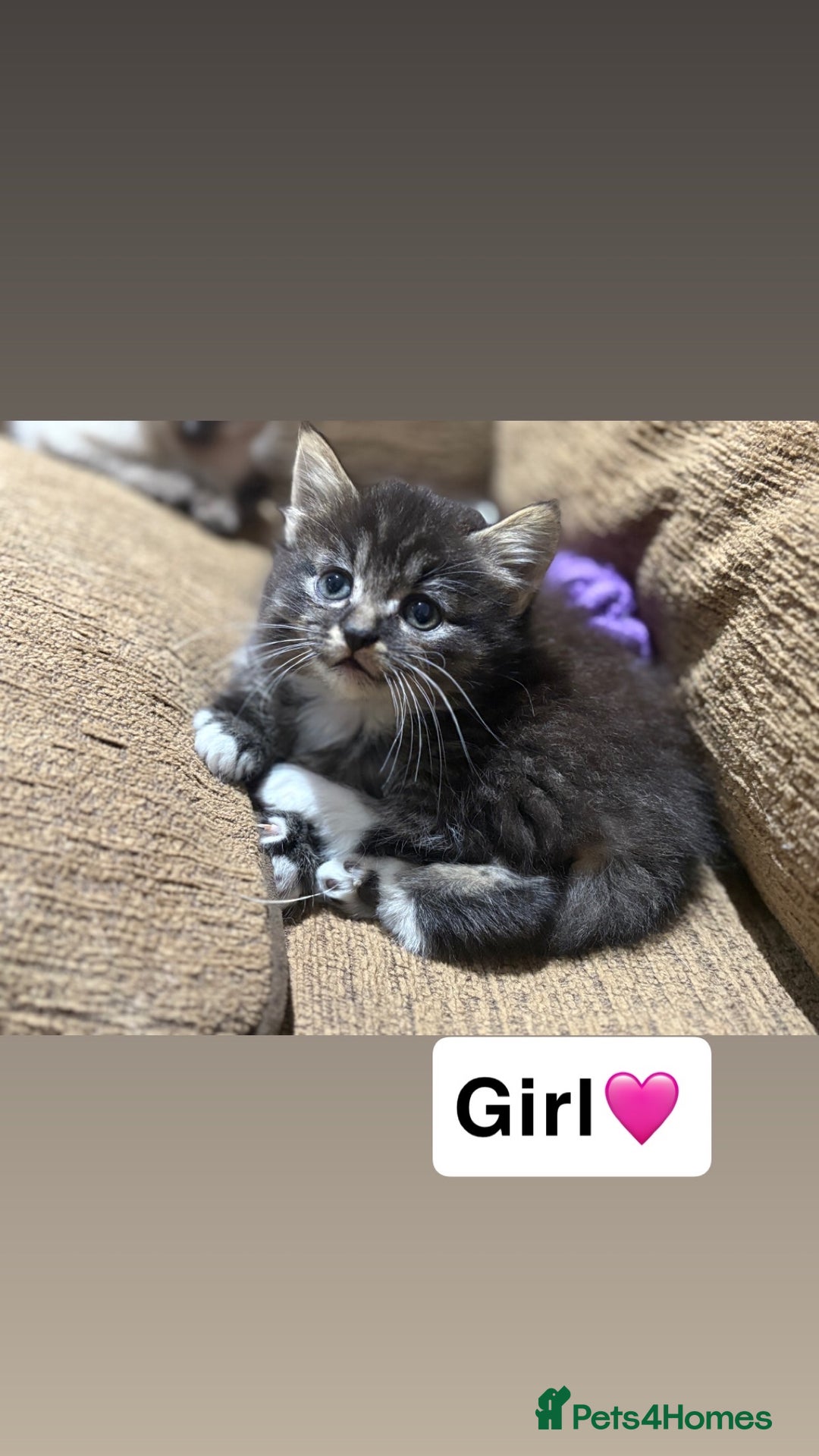 Mixed Breed cats for sale: Kittens for sale  - Advert 18