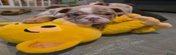 English Bulldog dogs for sale: Lilac Merle English Bulldog in Helston - Advert 2