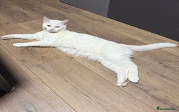 American Shorthair cats for sale: Beautiful 1-Year-Old Full White Male Cat  - Image 13
