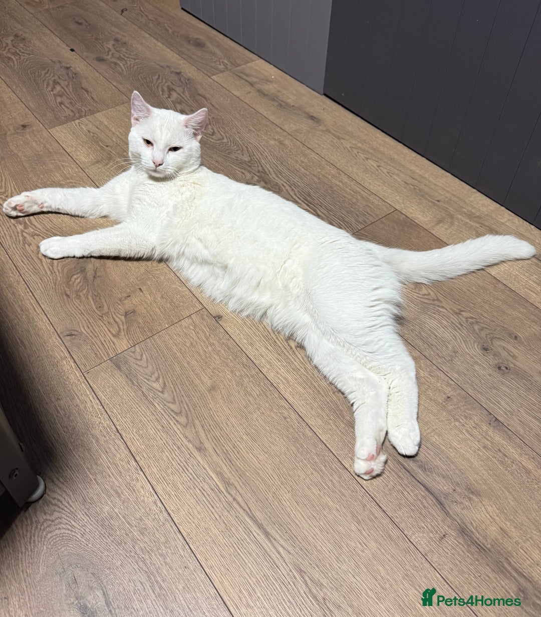 American Shorthair cats for sale: Beautiful 1-Year-Old Full White Male Cat  - Image 13