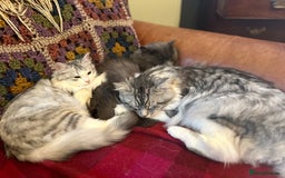Siberian cats for sale: TICA Siberian Kittens Hypoallergenic Family Raised - Image 18