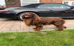 Cocker Spaniel dogs for stud: Sparkey, chocolate cocker spaniel  - Image 9