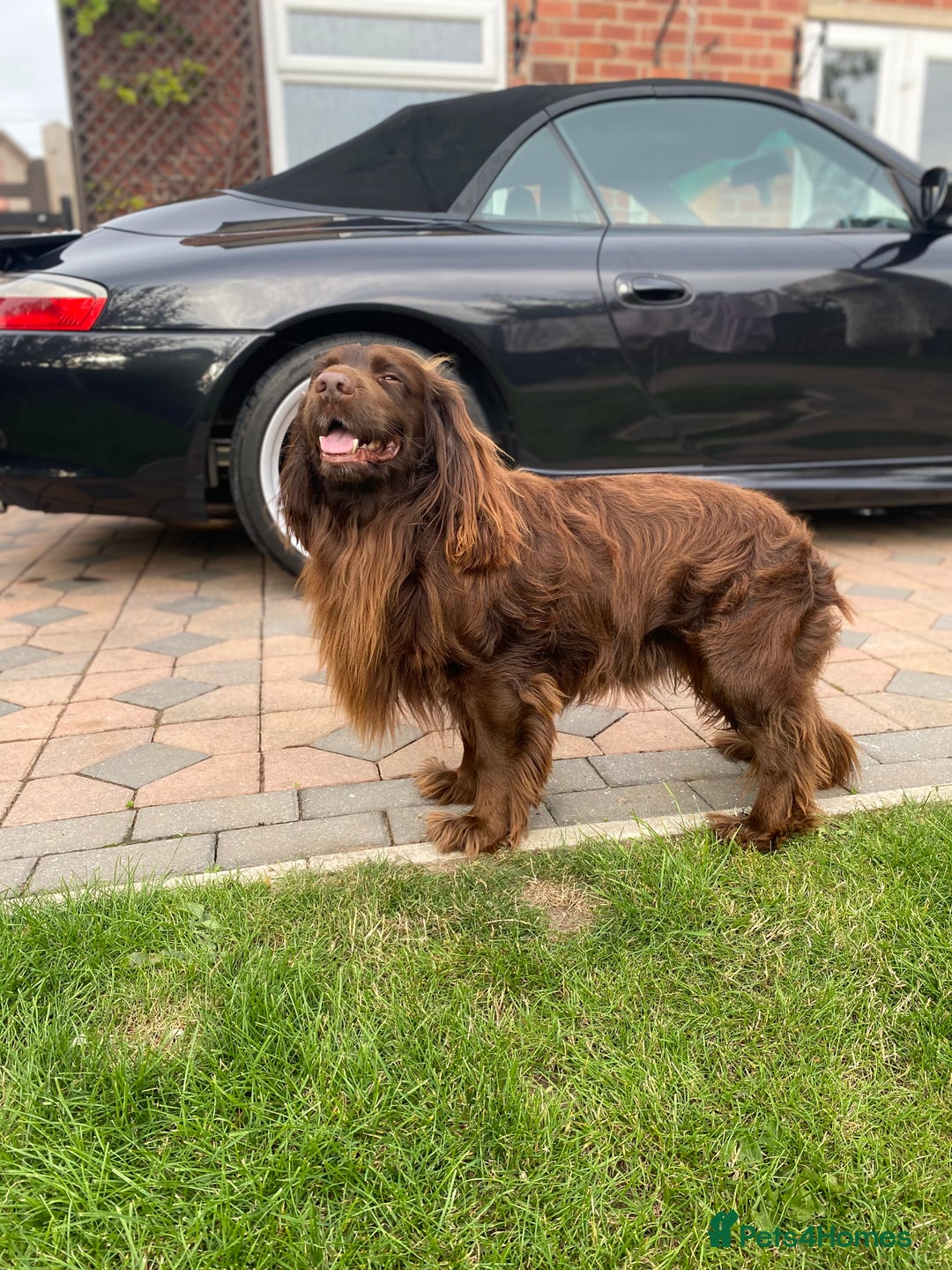 Cocker Spaniel dogs for stud: Sparkey, chocolate cocker spaniel  - Image 9