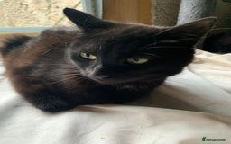 Mixed Breed cats for sale: Adult girl for adoption - Image 4
