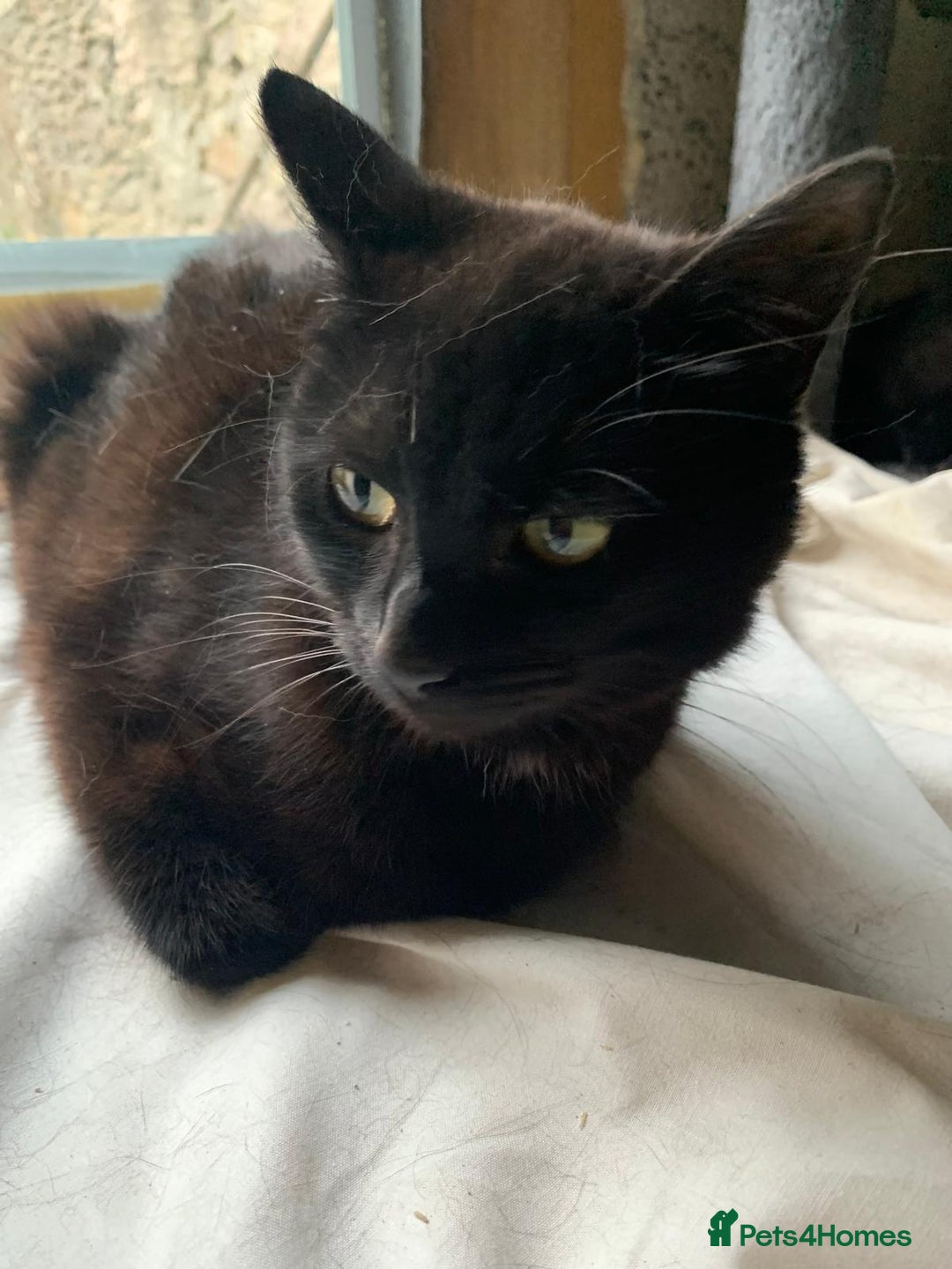 Mixed Breed cats for sale: Adult girl for adoption - Image 4