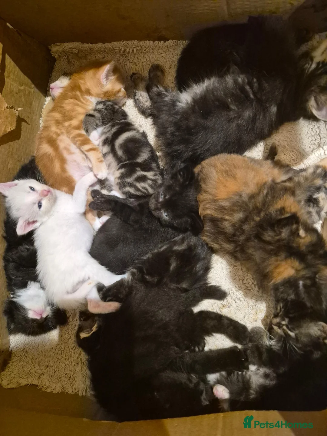 Mixed Breed cats for sale: Kittens, kittens, kittens!!!!!! - Advert 1
