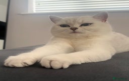 British Shorthair cats for sale: British Shorthair Kittens - Image 12