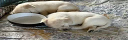 Labrador Retriever dogs for sale: Stunning Labrador/Retriever pups  - Advert 8
