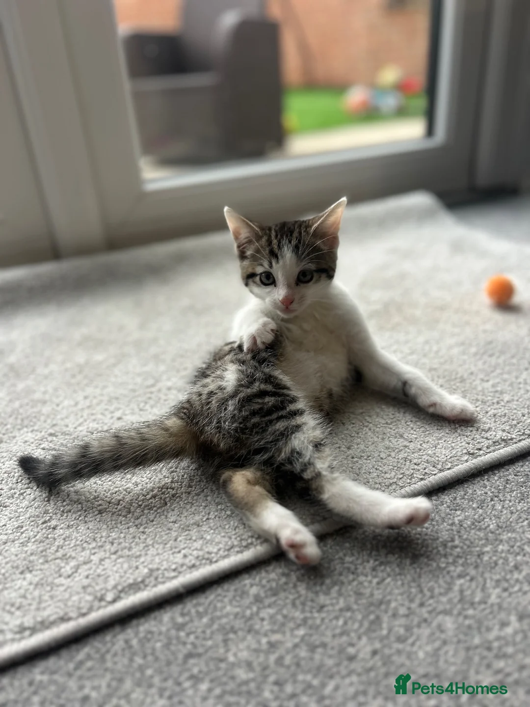Domestic Shorthair cats for sale: Percy  in Hull - Advert 3