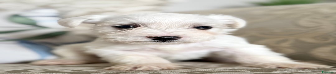 Poppy