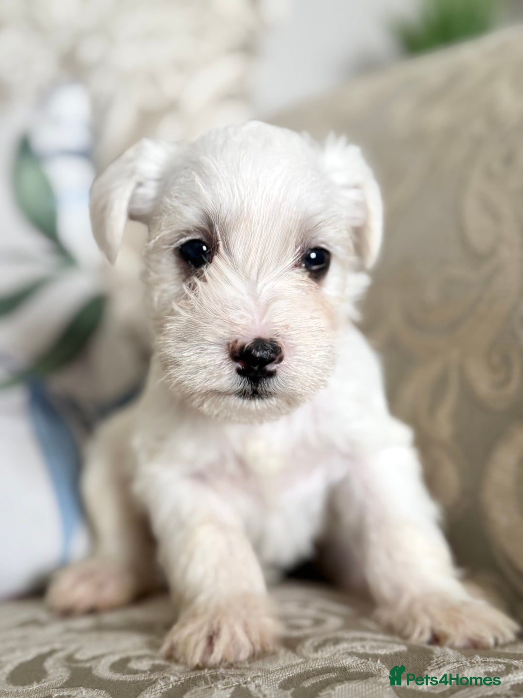 Miniature Schnauzer dogs for sale: Absolutely Stunning Healthy Mini Schnauzers  - Image 6