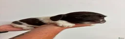 English Springer Spaniel dogs for sale: Beautiful English springer Spaniels  - Advert 26