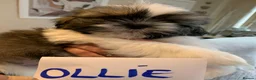 Shih Tzu dogs for sale: Shih tzu puppies  in Sutton-in-Ashfield - Advert 9