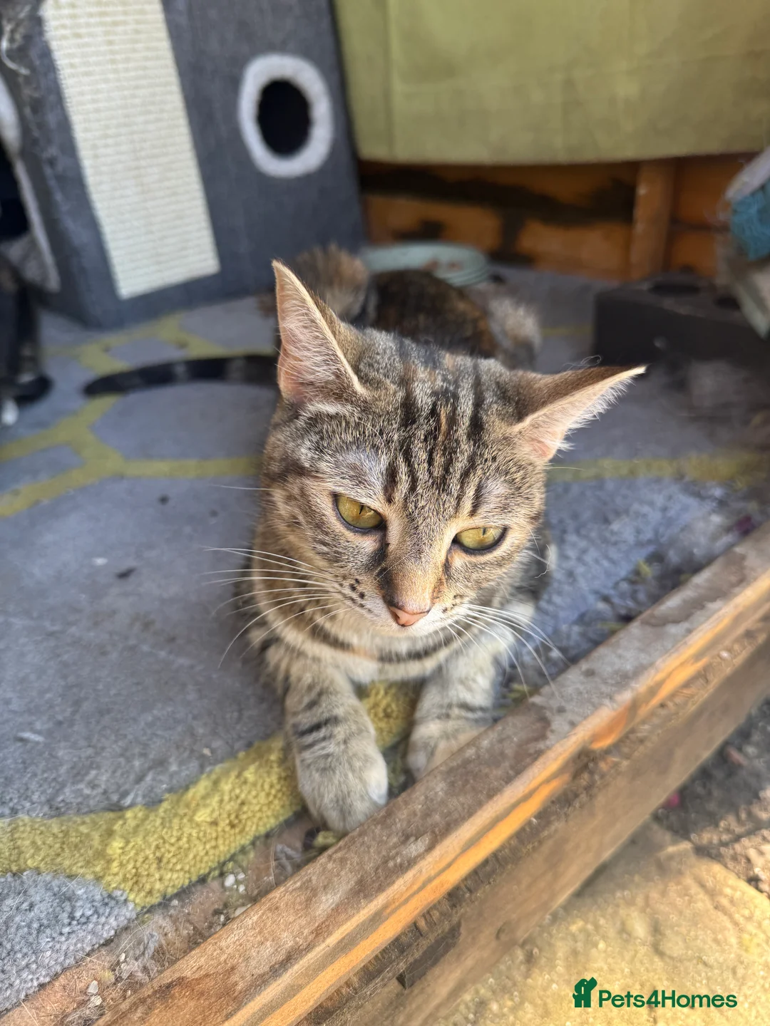 Mixed Breed cats for sale: 5 fluffy playful kittens looking for homes - Advert 2