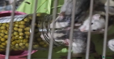 Mouse rodents - Advert 16