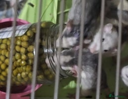 Mouse rodents - Advert 3