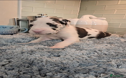 Great Dane dogs for sale: Kc & Beautiful Litter of Chunky Great Dane Puppies - Advert 13