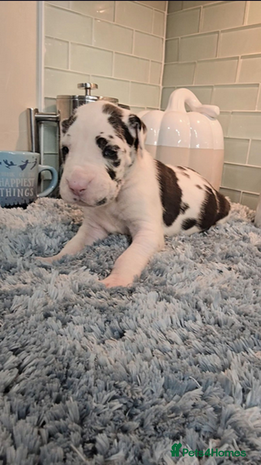 Great Dane dogs for sale: Kc & Beautiful Litter of Chunky Great Dane Puppies - Advert 13