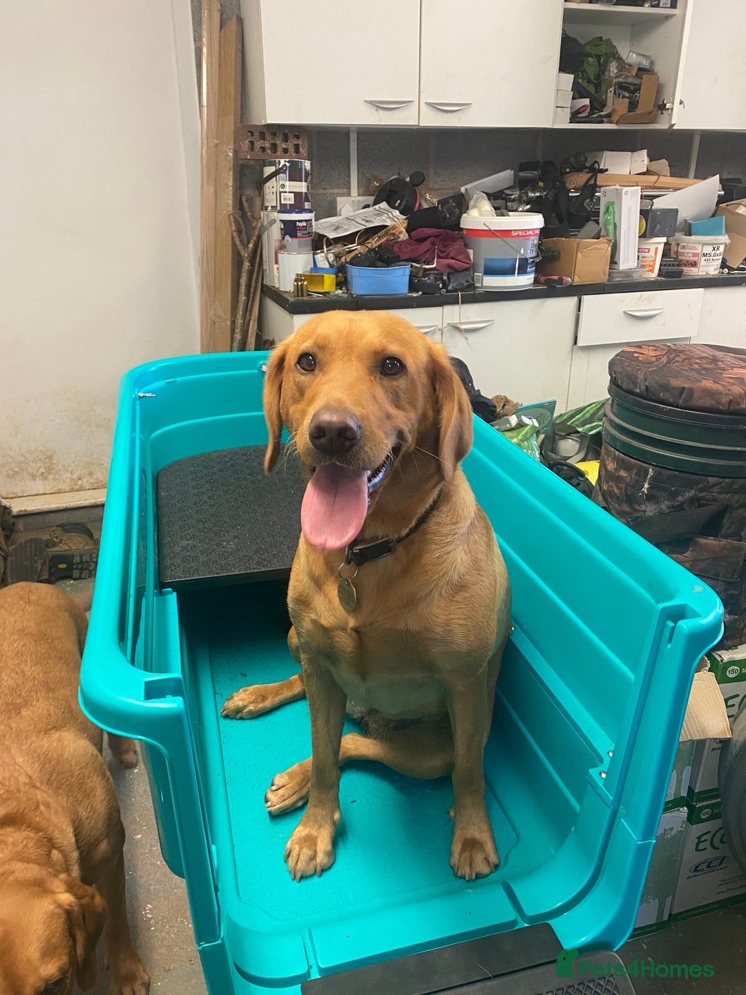 Labrador Retriever dogs for sale: Fox Red Labrador Puppies  - Image 15