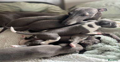 Whippet dogs - Advert 15