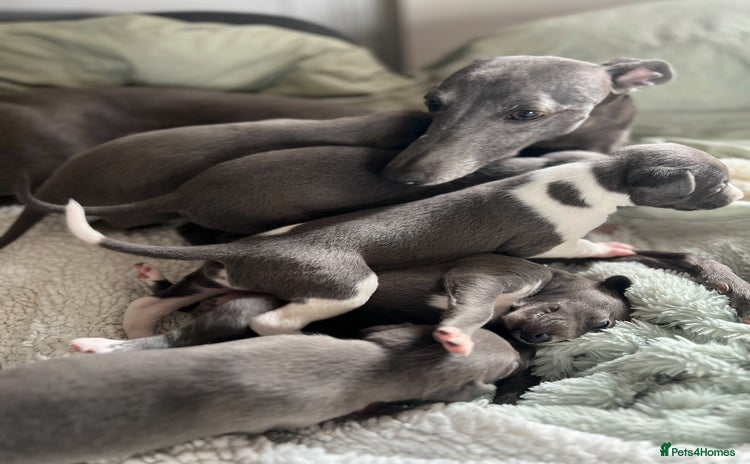 Whippet dogs - Advert 1